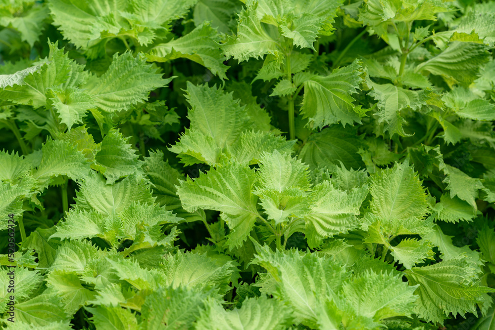 Green Shiso, Perilla frutescens var. crispa Stock-Foto | Adobe Stock