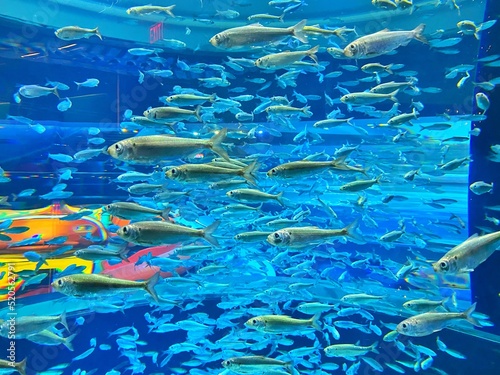 A school of fish in an aquarium 