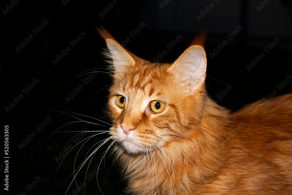 Beautiful red Maine Coon Archibald