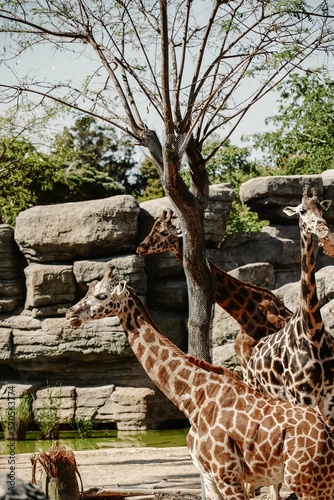 Canvas Print Vertical shot of giraffes at the zoo