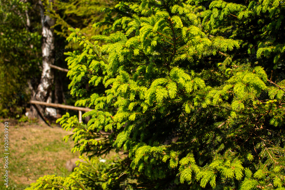 Dried lonely mountain Carpathian spruce