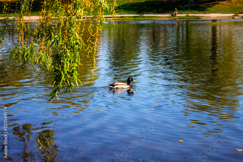 Lonely duck swims in the city lake