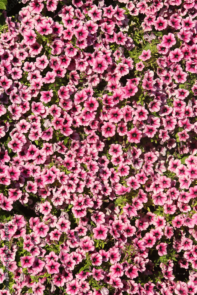 Obraz premium Pink, purple flowers of surfinia (ampelous petunia). Summer flowers. Floral postcard with pink surfinia. Garden, seasonal gardening. Purple surfinia blossom. Pink bloom of surfinia