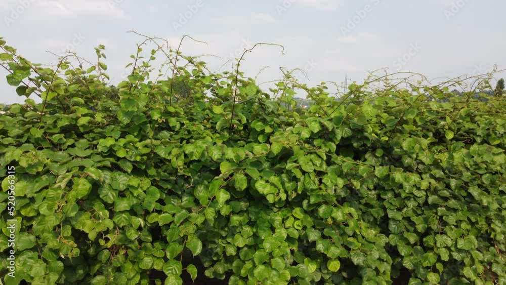 Cherry Plant Trees Agriculture Plantation Cherry Plant Trees Agriculture Plantation