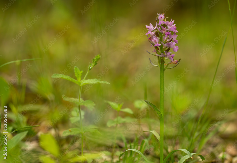 Fototapeta premium Roman dactylorhiza (Dactylorhiza romana) in natural habitat