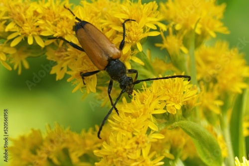 Closeup on a Tawny Longhorn Beetle, Paracorymbia fulva, sitting on a yellow goldenrod flower