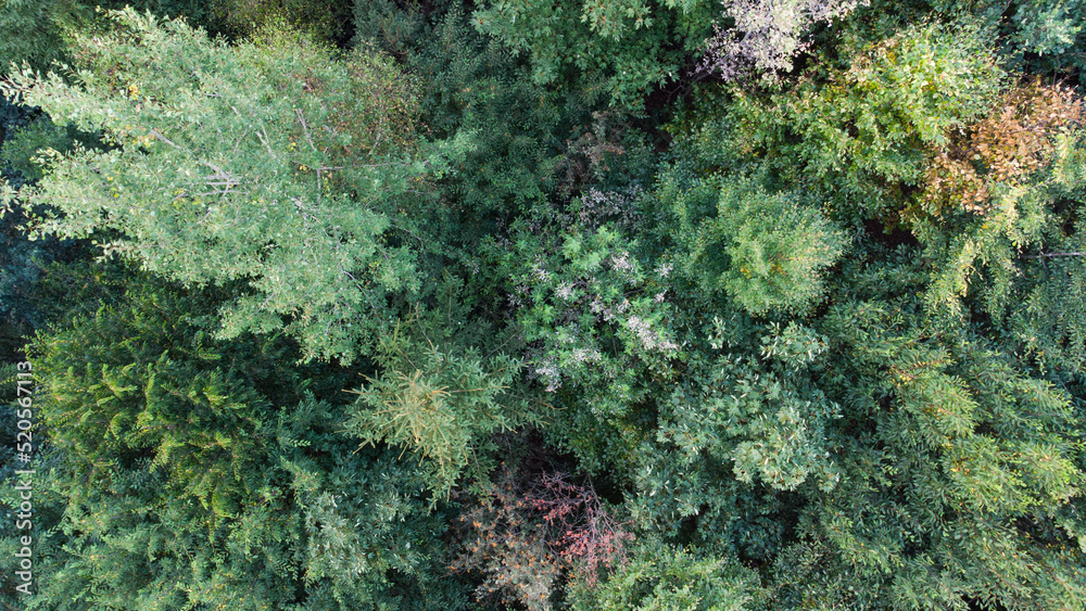 European forest top view. Aerial perspective of German forest near the Alps in late summer