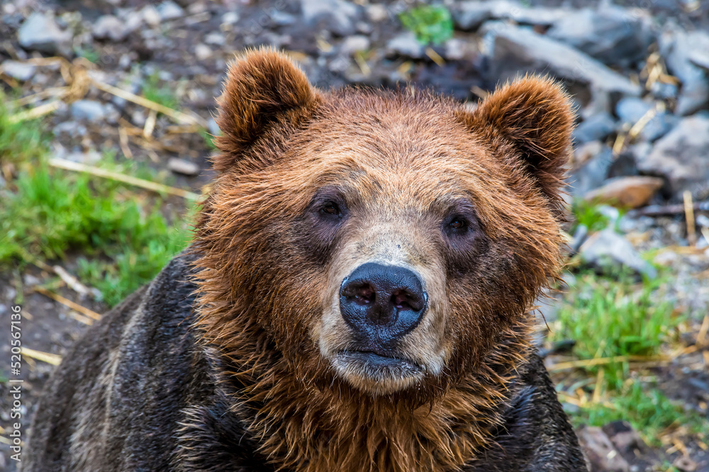 An inquisitive Alaskan brown bear on the shore in Disenchartment Bay close to the Hubbard Glacier in Alaska in summertime An inquisitive Alaskan brown bear on the shore in Disenchartment Bay close to the Hubbard Glacier in Alaska in summertime