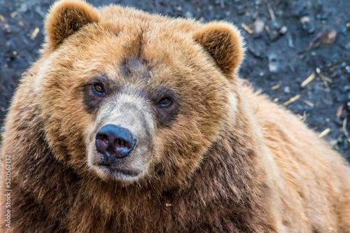 A close up facial view of an Alaskan brown bear on the shore in Disenchartment Bay close to the Hubbard Glacier in Alaska in summertime