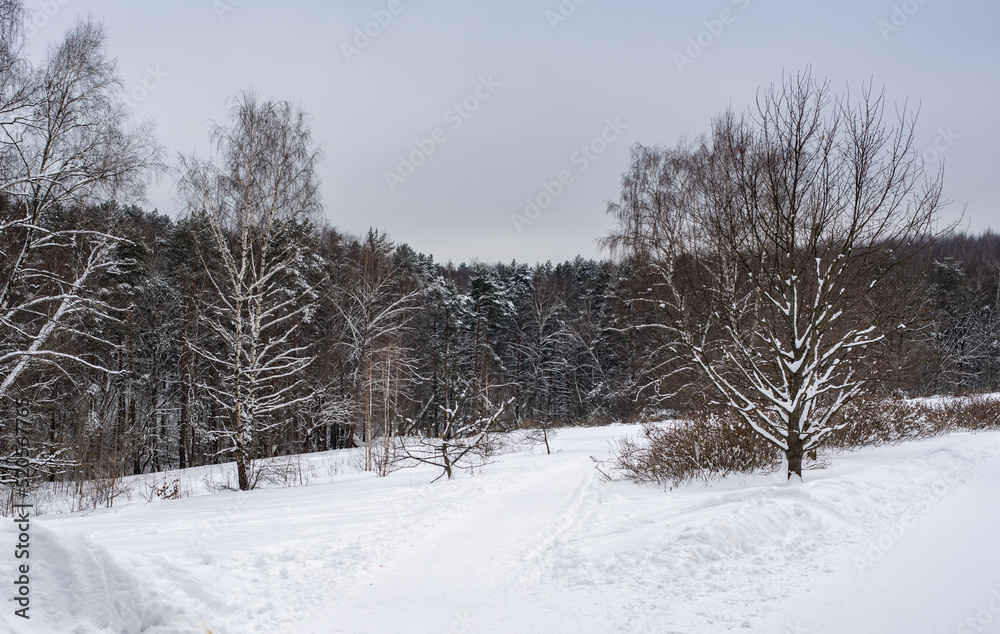 Winter landscape. Trees on a snow-covered field.