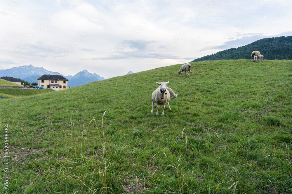 Naklejka premium Muttons in the mountains of Annecy