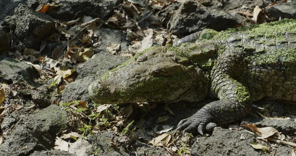 An American crocodile sits on the ground and moves its eyes and mouth An American crocodile sits on the ground and moves its eyes and mouth