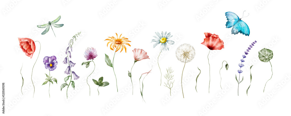 Watercolor floral illustration – Wildflowers arrangement: summer flower, blossom, poppies, chamomile, dandelions, cornflowers, lavender, violet, bluebell, clover, buttercup, butterfly.