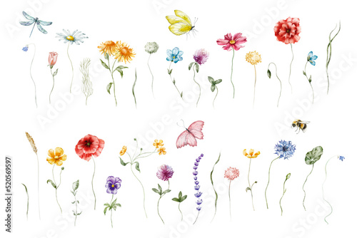 Watercolor floral illustration – Wildflowers arrangement: summer flower, blossom, poppies, chamomile, dandelions, cornflowers, lavender, violet, bluebell, clover, buttercup, butterfly.