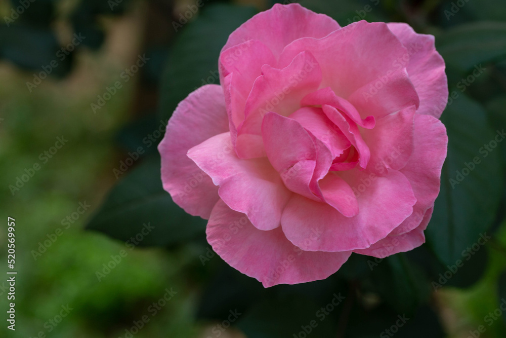 Beautiful pink tea rose on a blurred dark green background. Close-up Beautiful pink tea rose on a blurred dark green background. Close-up