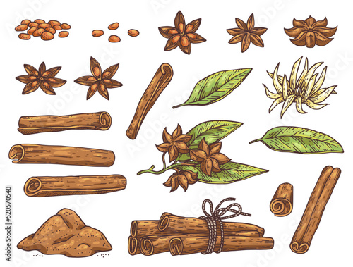 Star anise spicy aromatic plant big set vector illustration isolated on white.
