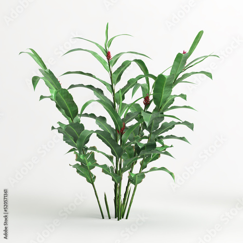 3d illustration of heliconia tree isolated on white background photo