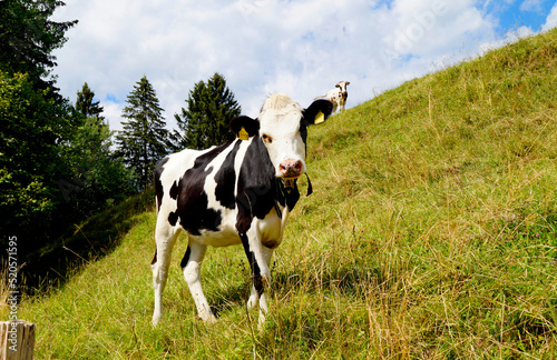 cow grazing on the green alpine meadow in Nesselwang in the Bavarian Alps  Allgau  Bavaria  Germany  