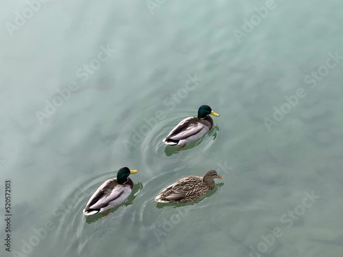 Tablou canvas High-angle view of three ducks swimming on the water