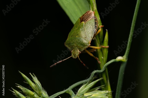 Closeup shot of an acanthosomatidae on the green leaf photo