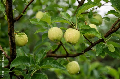 Many ripe or unripe apples covered with raindrops grow on a tree. Juicy fruits close-up. Harvesting. Fruits are green or yellow in color.