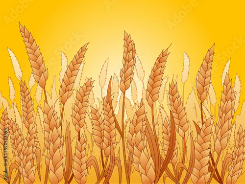 Field of wheat flat vector illustration on a field