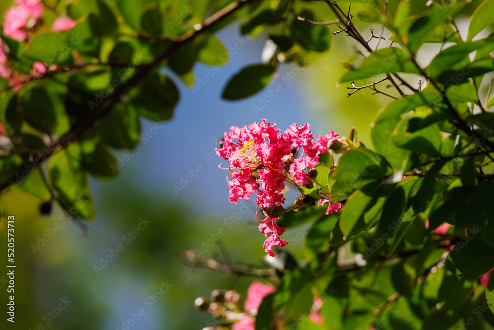 Group of Lagerstroemia indica Pink flowers between leaves and blue sky Group of Lagerstroemia indica Pink flowers between leaves and blue sky