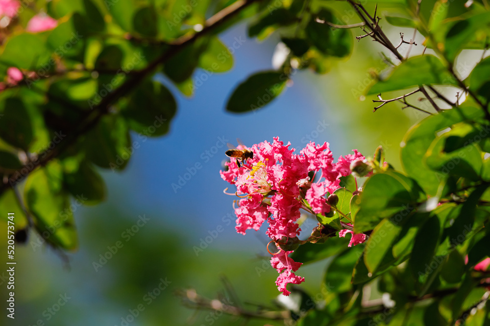 Group of Lagerstroemia indica Pink flowers between leaves and blue sky, honeybee