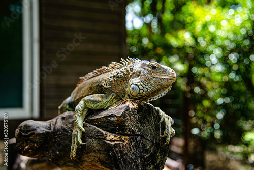 Iguana branches perched on a tree branch looking at tourists in Suan Phueng District Zoo  Ratchaburi  Thailand