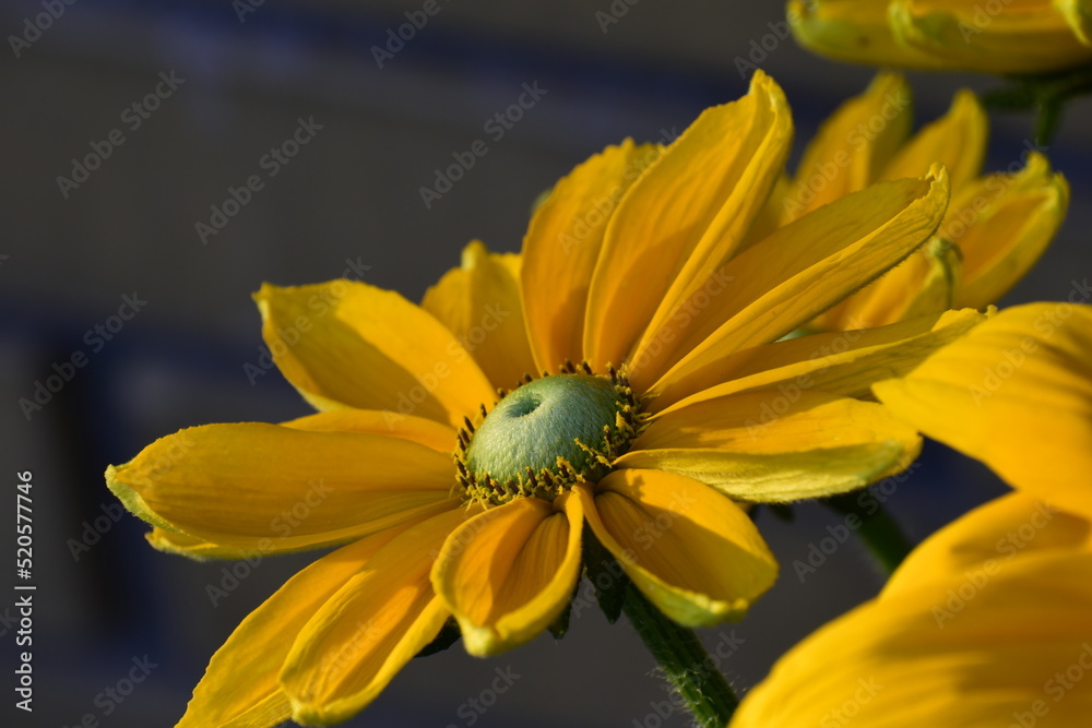 Obraz premium A close-up of Rudbeckia flower with yellow petals