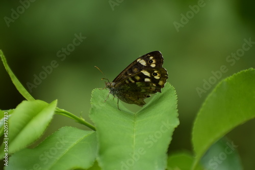 Speckled wood butterfly (Pararge aegeria) sitting on a green leaf; a side view