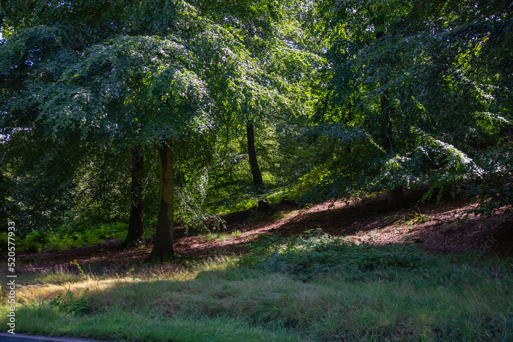 Cannock Chace forest Cannock Chace forest