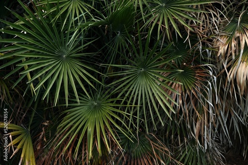 Closeup shot of green and dry Everglades palm leaves photo