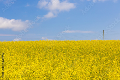 Golden flowers of White mustard or Rapeseed on field under blue sky. Summer landscape as a blue-yellow flag of Ukraine