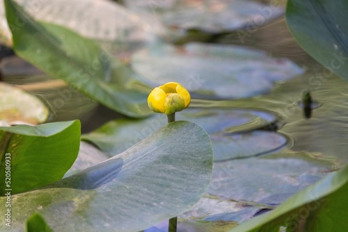 Closeup of Yellow pond-lily flower in water photo