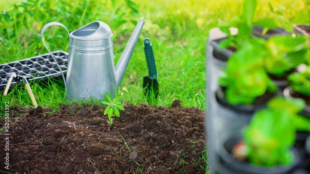 Watering can near gardening tools and plants in garden Watering can near gardening tools and plants in garden