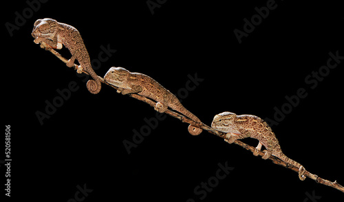Freshly hatched African Chameleons (Chamaeleo africanus) - Pylos, Peloponnese, Greece