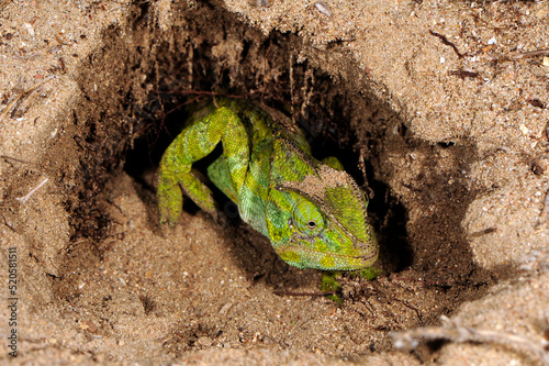 nesting African Chameleon // Nest-grabendes Basiliskenchamäleon (Chamaeleo africanus) - Pylos, Peloponnese, Greece
 photo