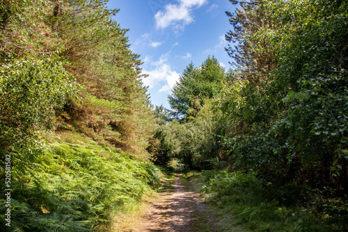 Cannock Chace forest