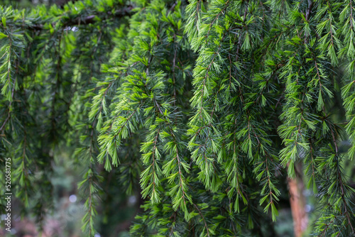 Young bright green needles of Himalayan cedar Cedrus Deodara, Deodar growing on embankment of resort town of Adler. Close-up. Black Sea. Blurred background. S