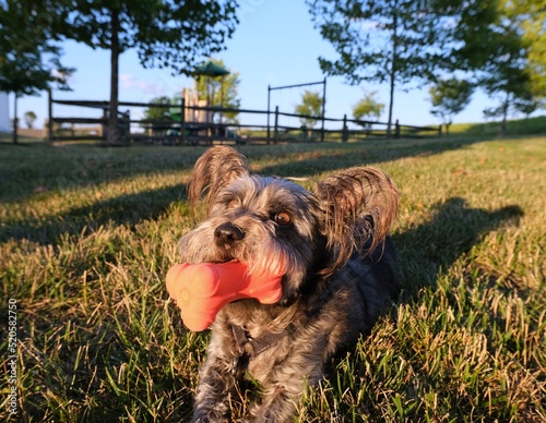 Scruffy dog chewing on a toy bone