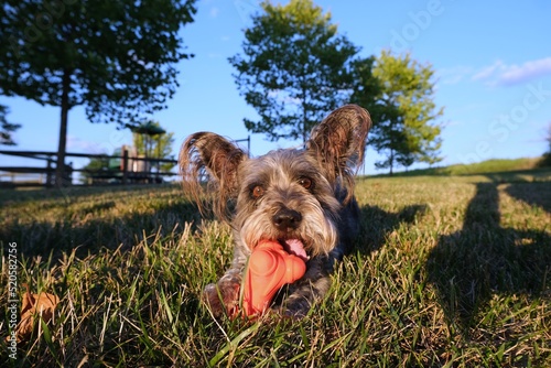 Scruffy dog chewing on a toy bone