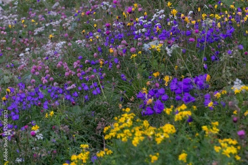 Scenic view of purple cornflowers and yellow tickseeds growing in a green field photo