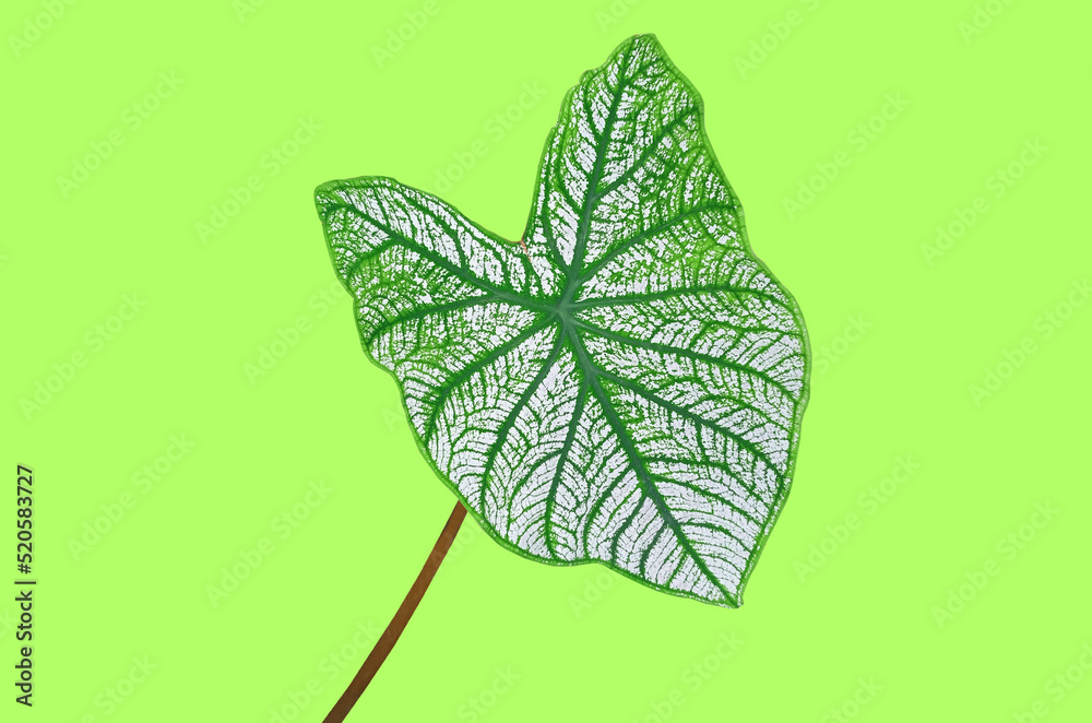 Top view brightness caladium leaf ( Angel Wing Caladium) white green striped colour isolated on green background stock photo or illustration design, beauty of natural leaves, Top view brightness caladium leaf ( Angel Wing Caladium) white green striped colour isolated on green background stock photo or illustration design, beauty of natural leaves,