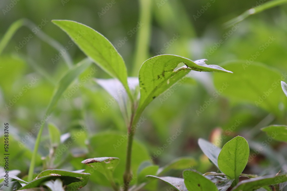 close up of a plant