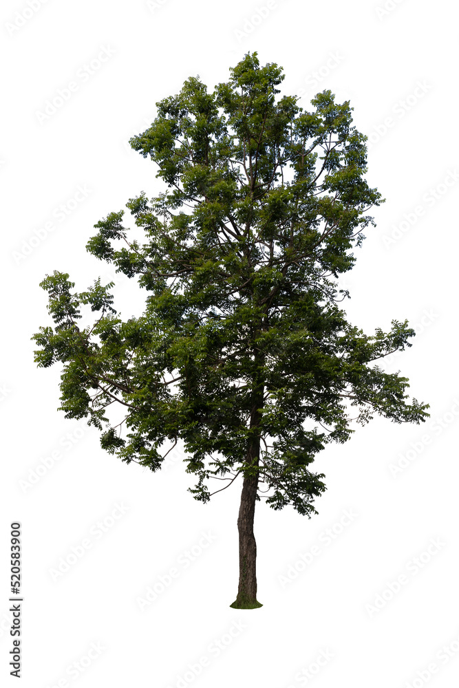 big tree with green leaves isolated on white background, active design