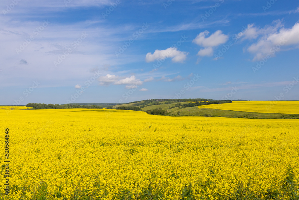 White mustard or Rapeseed or Canola on field under blue sky with distant green forest. Summer landscape with golden flowering agriculture fields