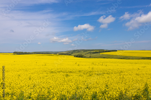 White mustard or Rapeseed or Canola on field under blue sky with distant green forest. Summer landscape with golden flowering agriculture fields