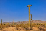 Example of a rare crested Saguaro in rural Arizona