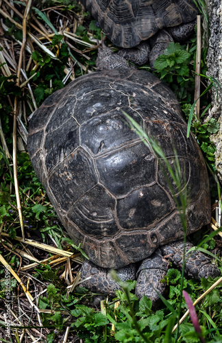 Greek tortoise creeping in its enclosure. Latin name - Testudo graeca